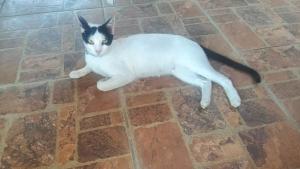 a black and white cat laying on a brick floor at Chalet en Costacabana in Costacabana