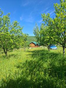 a field with trees and a house in the background at Mateva vikendica in Berane