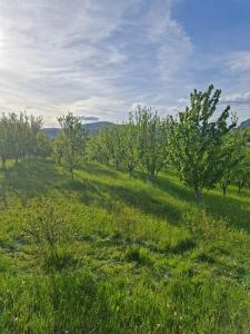 a field of grass with trees in the distance at Mateva vikendica in Berane +2 photos