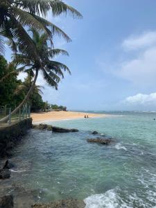 a beach with a palm tree and the ocean at Lushy Glorious Hotel in Matara