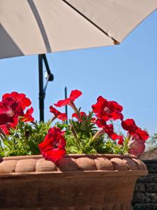 a flower pot with red flowers and an umbrella at Sosta FONTE DAVIDDI in Santa Fiora +15 photos