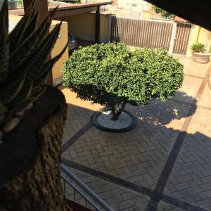 a small tree sitting on a brick patio at B&B Templi e Arte in Villaggio Mosè