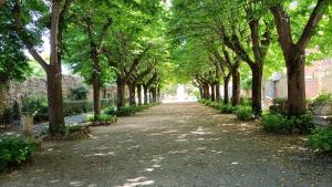 a tree lined path in a park with trees at Etrusco in Chiusi