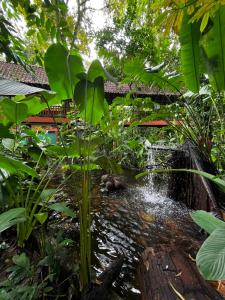 a pond in a garden with a waterfall at Hotel El Bambu in Sarapiquí