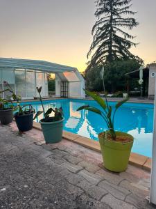 a group of potted plants sitting next to a swimming pool at Grande maison de vacances jusqu'à 15 personnes, à quelques pas d'Aix-en-Provence in Aix-en-Provence