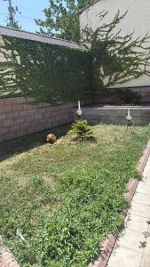 two birds standing in the grass next to a wall at Family Villa in Osh +2 photos