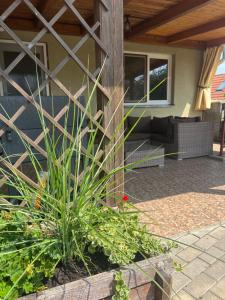 a plant in front of a house at Apartmán vinařství U Krčků in Zaječí