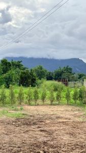 a field with trees and a mountain in the background at บ้านสวนแม่จันทร์เพ็ญ in Chiang Dao