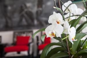 a plant with white flowers in a room with red chairs at Modern, fully equipped apt with private balcony - CT1 in Athens