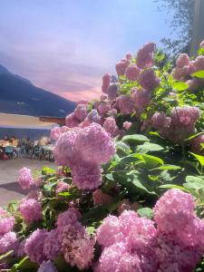 a bush of purple flowers with a sunset in the background at Al Vicolo in Telve