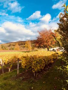 a vineyard in the fall with leaves on the trees at Et la froumi in Lavigny