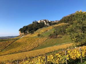 a vineyard on a hill with trees and a road at Et la froumi in Lavigny +5 photos