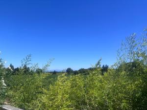 a field of grass with a blue sky in the background at Le Chalet romantique avec jacuzzi privatif in Lirac