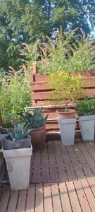 a group of potted plants on a wooden bench at grünes Glück in Witten +3 photos