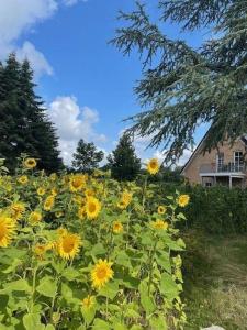 a field of yellow sunflowers in front of a house at Noor-OG-mit-Studio-Nr-4 in Haby +32 photos