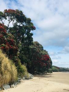 a row of trees with red flowers on a beach at Doubtless Bay Retreat in Coopers Beach
