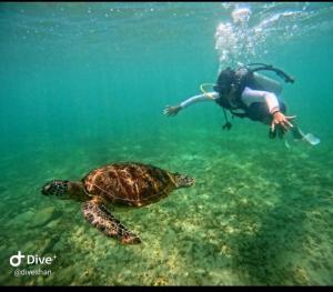 a person swimming next to a turtle in the water at Home Stay Resort in Nilaveli