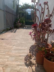 a patio with potted plants and flowers in pots at Basic in Kalamata