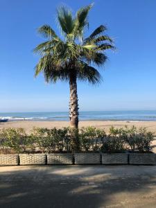 a palm tree on the beach next to the ocean at Casa Mare in Golem +13 photos