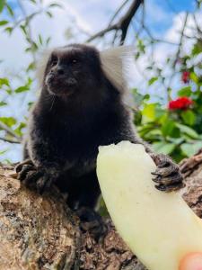a monkey sitting on a tree branch holding a banana at Pousada Legno Bossa Nova in Maceió