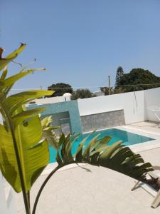 a palm tree in front of a swimming pool at Dar Aalya in Djerba