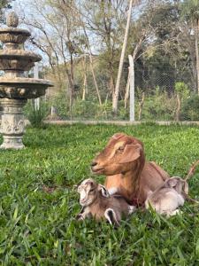 a mother goat and two baby lambs laying in the grass at Rancho Don Sina in Caacupé