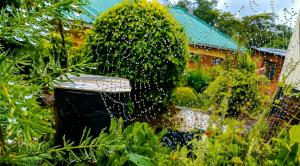 a garden with raindrops on the window of a house at Naisi spur in Zomba +1 photo