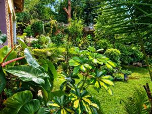 a garden with lush green plants and trees at Naisi spur in Zomba