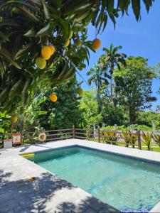 a swimming pool with oranges hanging from a tree at Coral Apt Tropical Apartments Tobago in Scarborough