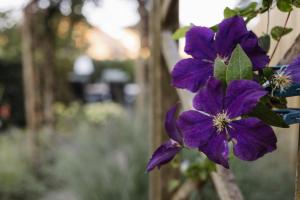 Eine lila Blume vor einem Zaun in der Unterkunft Schöne Lage in Lage