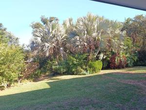 a yard with palm trees and green grass at The Tee Box in Southbroom +2 photos