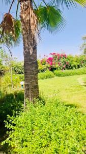 a palm tree in the middle of a field at Family villa in Marrakesh