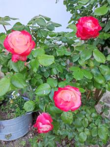 a group of pink roses in a pot at Storchenhorst  +3 photos