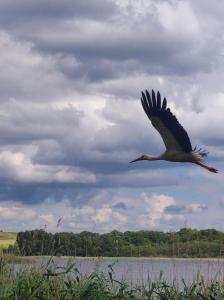 a large bird flying over a body of water at Storchenhorst 