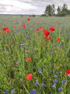 a field of red and blue flowers in a field at Storchenhorst 