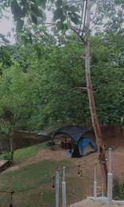 a tent is set up next to a tree at สุขเสมอ แคมป์ปิ้ง สวนผึ้ง in Ban Tha Khoei