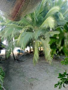 a group of palm trees on a beach at Posada El Encanto in Nuquí
