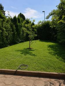 a small tree in the middle of a lawn at Historisches Ferienhaus Tönchen in Rinteln