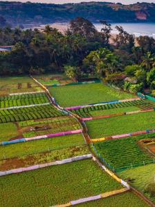 an aerial view of a field of crops at Ocean Sparrow Home Stay in Gokarna