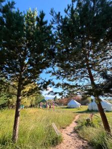 a group of tents in a field with trees at Yurtcamp AltynBalyk in Chayek