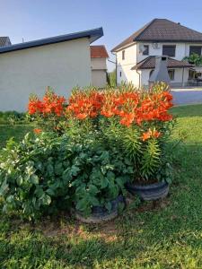 a bunch of orange flowers in a yard at Kuća za odmor Tarik in Cazin