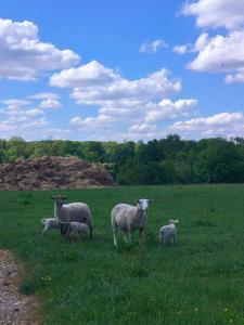 a group of sheep standing in a grass field at Chambre d'hôte Mont mouton in Laferté-sur-Amance
