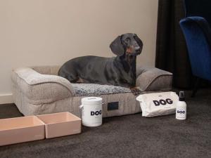 a dog sitting on a couch next to boxes at The Sebel Canberra Civic in Canberra +48 photos