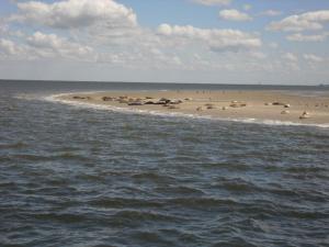 a group of animals standing on a beach near the water at Melkmeisje in Oudeschild +4 photos