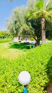 a white object in a bush with a palm tree at Farm near Marrakech , Location ferme Marrakech in Marrakesh