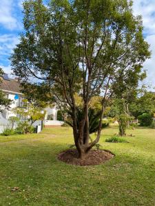 a tree in the middle of a yard at The Place in Umtali
