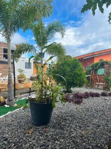 a palm tree in a pot in a yard at Pousada Villa Sítio in Campina Grande
