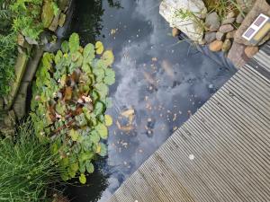 an overhead view of a pond with a cactus at Ferienwohnung Auenweg in Radebeul
