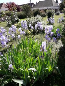 a garden with purple flowers in a yard at Chez Mathilde in Eaux-Puiseaux