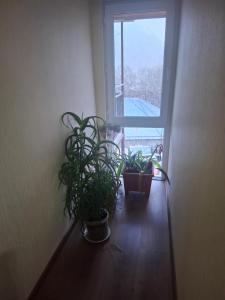 a room with potted plants and a window at Eka's house in Kazbegi Goristsikhe in Itʼkhvisi